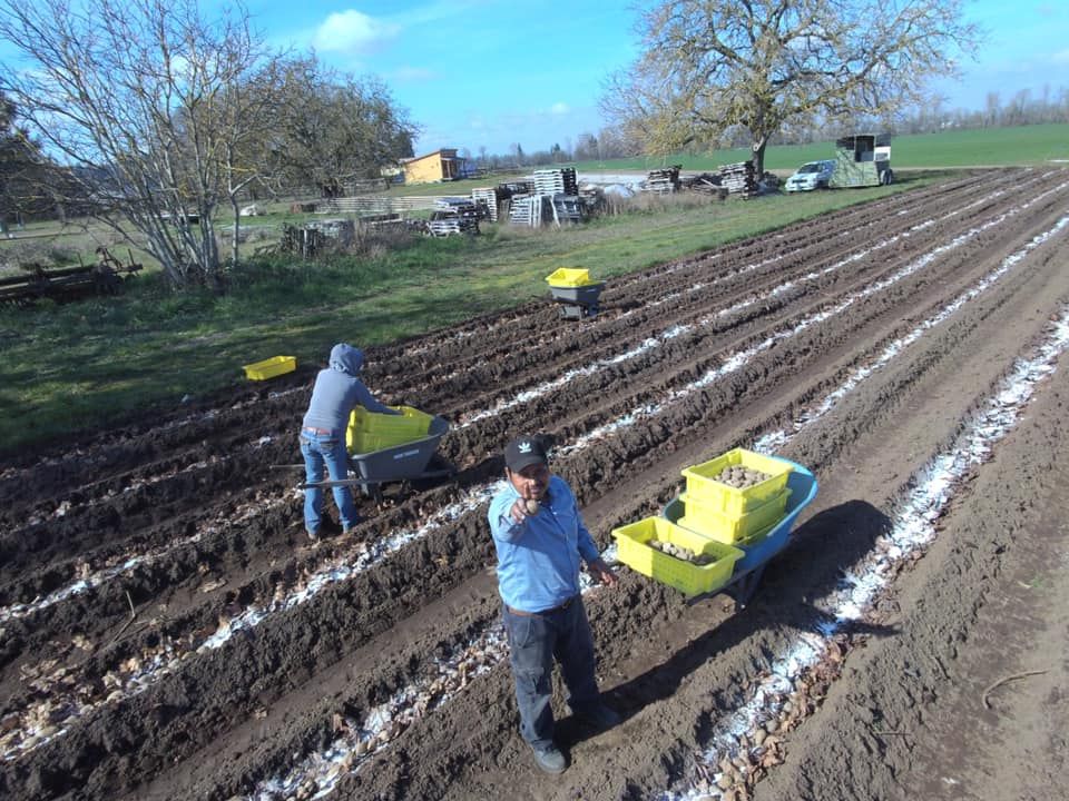 SLD4 Organic Potatoes